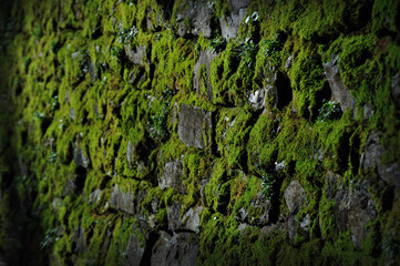 old stonework with green moss, focus on part of moss, perspective