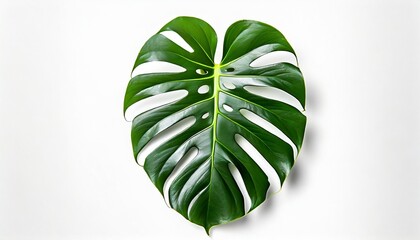 closeup beautiful monstera leaf isolated on white background flat lay