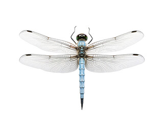 a close up of a dragonfly