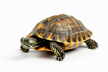 Elegant Tortoise in Seamless White Space