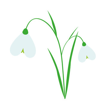 recommend clip art: White snowdrop flower. Sign of spring.
