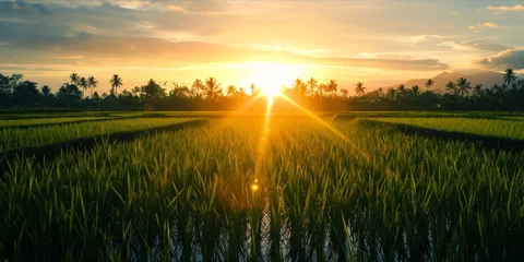 Crédence de cuisine en verre imprimé Herbe As the Sun Sets Over Rice Fields in China and Vietnam: Organic Farming Yields Fresh, Ripe Grains, Nourishing Nations, Generative AI