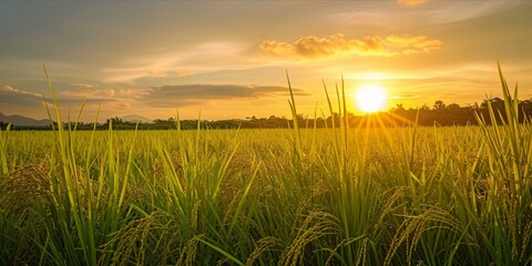 Fototapeta premium As the Sun Sets Over Rice Fields in China and Vietnam: Organic Farming Yields Fresh, Ripe Grains, Nourishing Nations, Generative AI
