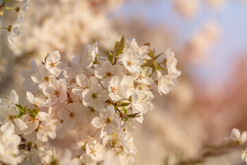 early spring pink blossoms of trees