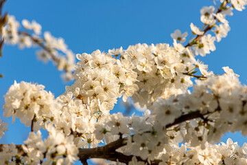 early spring pink blossoms of trees