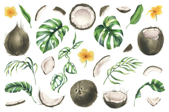 Coconuts whole, halves and pieces with bright, green, tropical palm leaves and yellow plumeria flowers. Hand drawn watercolor illustration. Set of elements isolated from the background.