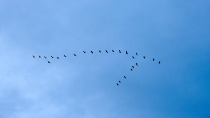 Flock Canadian Geese Flying Formation