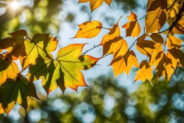Obraz premium autumn leaves in the sun