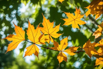 autumn leaves background