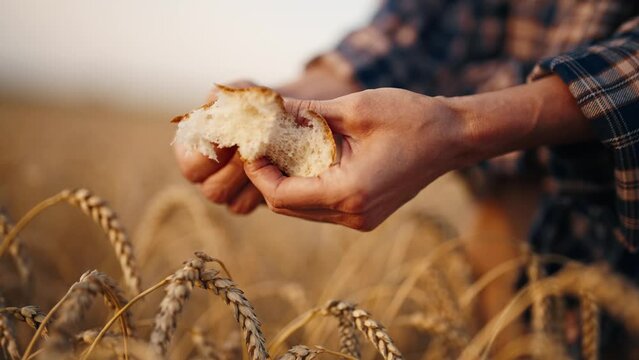 Fresh wheat bread in farmer's hands. Woman farm worker breaking wheat bread on agricultural field at sunset, hands close-up. Harvesting, agribusiness food business concept. Golden wheat crop on farm.