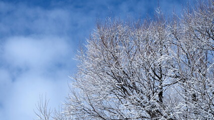 Fototapeta na wymiar Scenic view of tree with branches covered in white snow and frost against a blue sky during a crisp and cold wintery fall season day