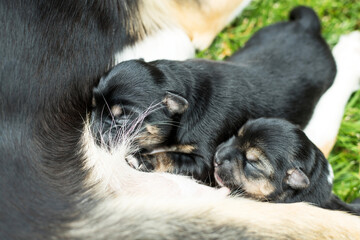Dog mother breastfeeding puppies. Puppies sucking mother's milk