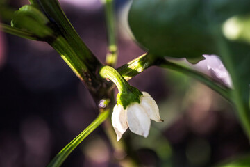shaping the future yield by expertly pruning the crown flower of a pepper plant.