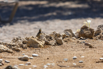 A large wild lizard on a rock.