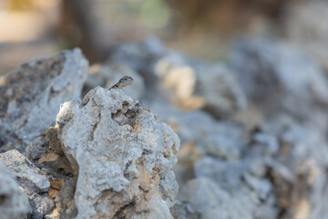 A large wild lizard on a rock.