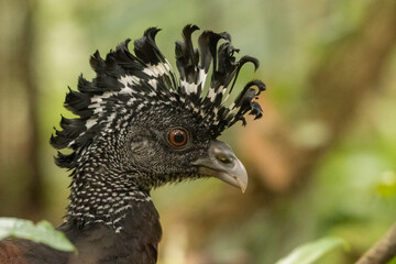 Great curassow in Arenal National Park, Costa Rica. Wildlife.