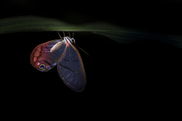 The blushing phantom butterfly (Cithaerias pireta), photographed near Arenal Volcano National Park....