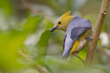 The Long-tailed Silky-Flycatcher in Los Quetzales National Park. Costa Rica. Wildlife.