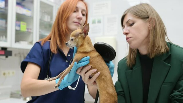 Veterinarian checks microchip implant using scanner device under the skin of little chihuahua dog during appointment. The lost pet was brought to the veterinary hospital to find the owner