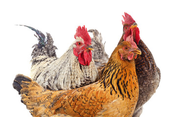 Two roosters and a hen.