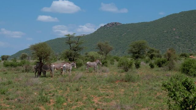 A herd of zebr in the grass of the savannah in kenya