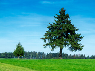 Obraz premium Two Picea abies on a meadow