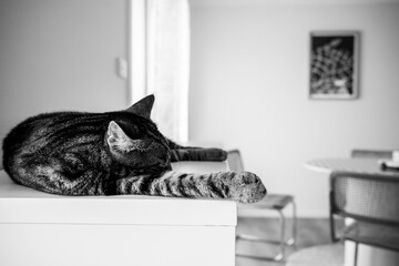 cat and house interiot