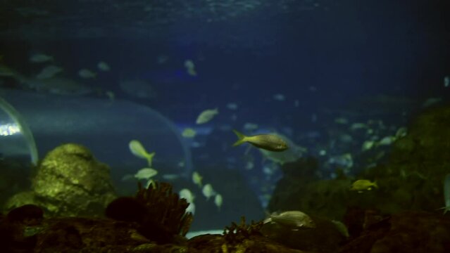 fish at Ripley's Aquarium of Canada