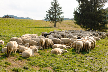 Herd of sheep on beautiful mountain meadow. Farming outdoor.