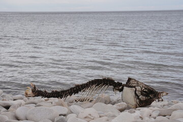 Obraz premium Fish Skeleton