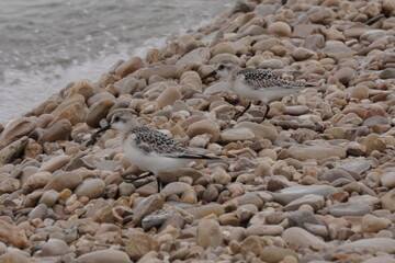 Shorebirds