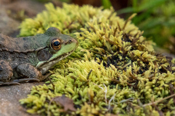 Frog on moss