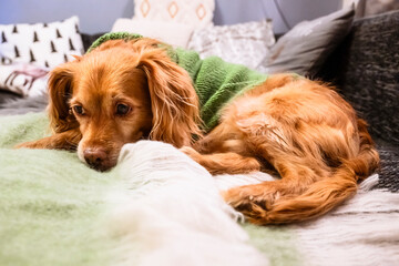 Brauner Spaniel Mischling Hund mit grünem selbstgemachtem Strickpullover auf einem grauen Sofa