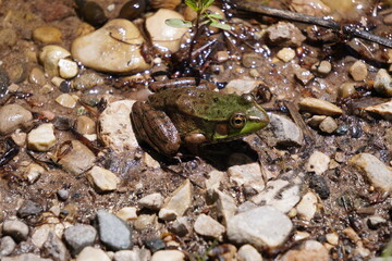 Frog on rocks