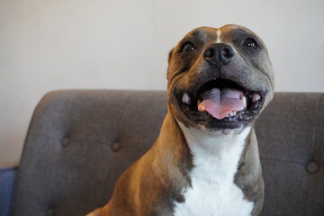 Happy Pitbull on sofa