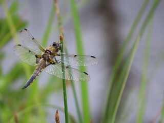 dragonfly on the grass