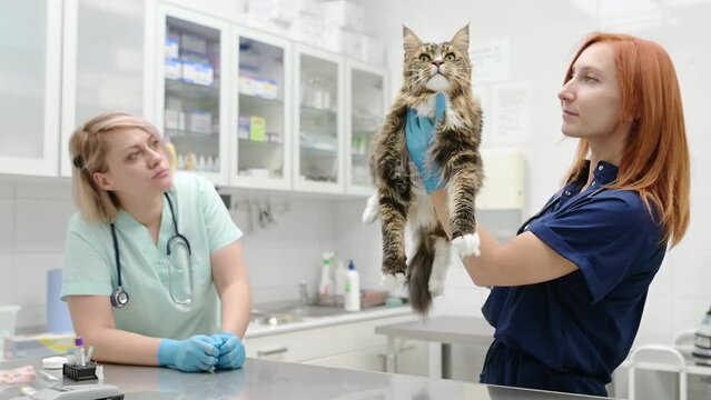 Two professional veterinarians examining a Maine Coon cat at a veterinary clinic. Pet examination and vaccination in the veterinary office. Team of doctors checks cat for breed compliance. Slow motion