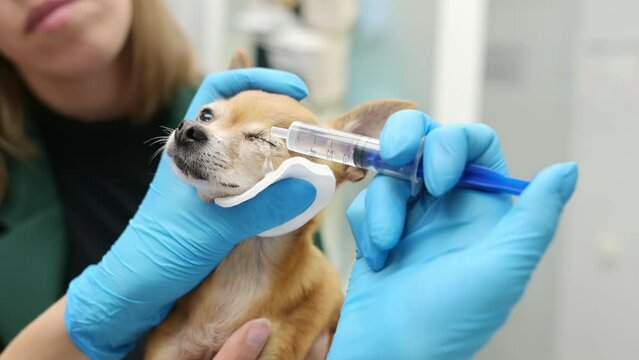 Veterinary doctor checkup eyesight of a chihuahua dog in a veterinary clinic. Vet apply drops to the eyes of pet. Pet health. The doctor give advise for treatment to patient's owner.