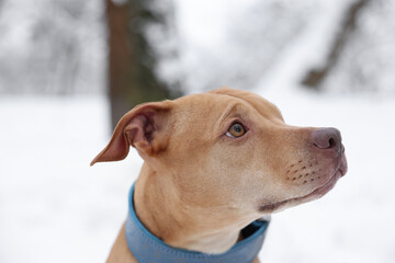 Portrait of cute dog in snowy park