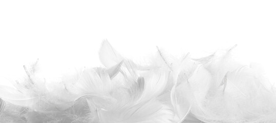 Beautiful fluffy bird feathers isolated on white