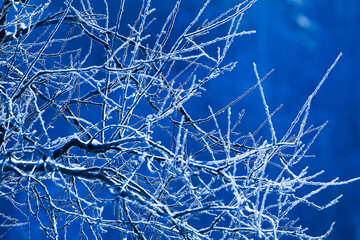 Szron na zimowych gałęziach drzew - obrazy, fototapety, plakaty