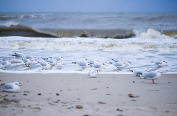 Gulls brave the winter chill on Kołobrzeg beach in January, facing a northern wind and turbulent sea. A stark and dynamic scene of coastal resilience amid the winter elements.
