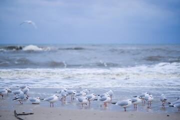 Gulls brave the winter chill on Kołobrzeg beach in January, facing a northern wind and turbulent sea. A stark and dynamic scene of coastal resilience amid the winter elements.