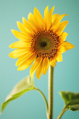 Obraz premium Yellow sunflower flower as vertical Greeting card template composition