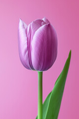 Purple Tulip flower as vertical Greeting card template composition