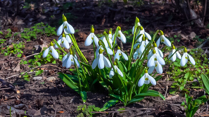Galanthus elwesii (Elwes's, greater snowdrop) in the wild