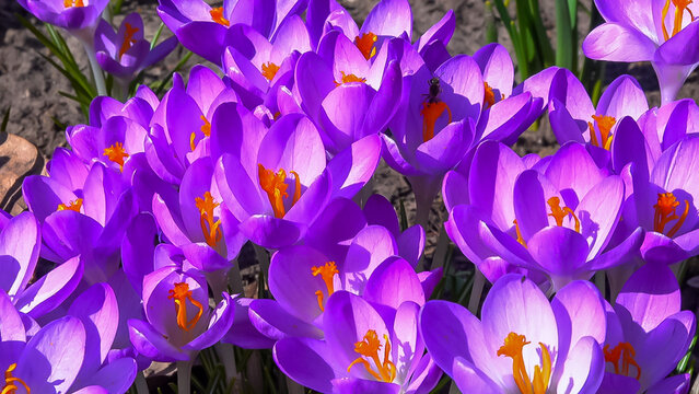 Garden crocuses bloom in spring in the botanical garden