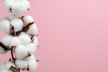 Beautiful cotton branch with fluffy flowers on pink background, closeup. Space for text