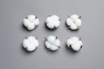 Fluffy cotton flowers on grey background, flat lay