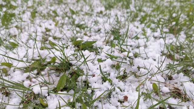 Graupel or snow pellets on green grass. Form of precipitation falls in winter storms. Graupel has shape of small white balls. Soft hail, snowy weather
